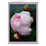 Sarah Bernhart Card B