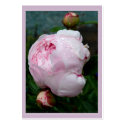 Sarah Bernhart Gift Tag B business cards