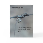 Sarcastic Lizard Secret of Life cards