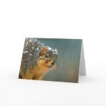 Sarcastic Squirrel Cards