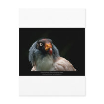 Sarcoramphus papa - King Vulture 01 Post Card