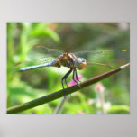 Sardinian Dragonfly Poster