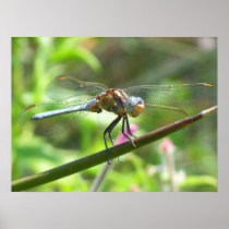Sardinian Dragonfly Poster
