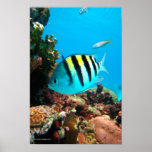 Sargeant Major Fish Posters
