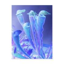 sarracenia blues postcards