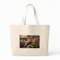 Sarracenia psittacina bag