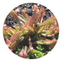 Sarracenia psittacina sticker
