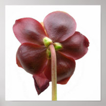 Sarracenia purpurea Pitcher Plant Flower Print