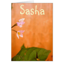 Sasha cards