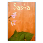 Sasha cards