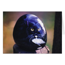 "Sasha" cat rock card