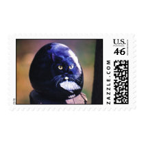"Sasha" cat rock stamp