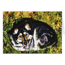 "Sasha" dog rock card