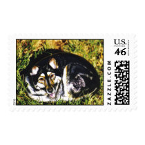 "Sasha" dog rock stamp
