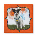 Sasha - Jack Russell magnets