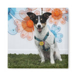 Sasha - Jack Russell magnets