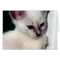 Sasha Kitten Card