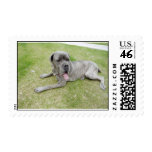 Sasha Lounging postage