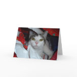 Sasha - Peeking at Presents cards