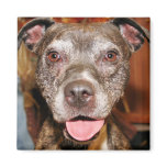 Sasha - Pitbull - Photo-4 magnets