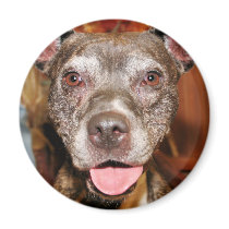 Sasha - Pitbull - Photo-4 Magnet