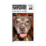 Sasha - Pitbull - Photo-4 postage