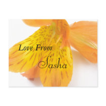 Sasha postcards