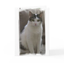 Sasha-Sophisticated Birthday cards