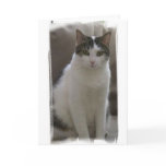 Sasha-Sophisticated Birthday cards