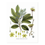 Sassafras officinale post cards