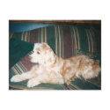 sassy2000 postcards by holycrocodile sassy2000 postcards