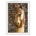 Sassy Horse cards
