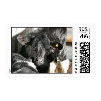 Sassy the Young Spring Calf Stamps