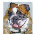 Sassydog the Bulldog Poster posters