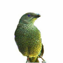 Satin Bowerbird sculpture Acrylic Cut Out