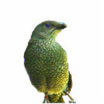 Satin Bowerbird sculpture Acrylic Cut Out