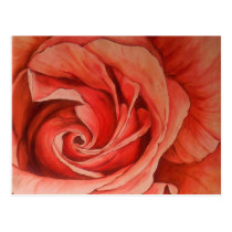 flower, pink, floral, ppink, rose, fine, art, oil, painting, postcard, roses, Postkort med brugerdefineret grafisk design