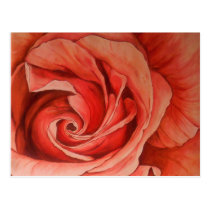Satin Magic Rose Postcard postcards