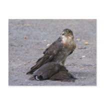 Satisfied Sparrowhawk Postcard