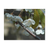 Saturday Blossom postcards