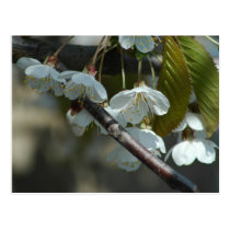 Saturday Blossom postcards