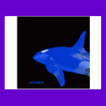 Saturday Blue Orca postcards
