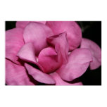 blossom, pink, magnolia, bright