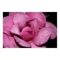 Saucer Magnolia Blossom posters by lisafuller Saucer Magnolia Blossom posters