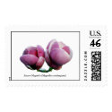 Saucer Magnolia - stamp by ForestPhoto Saucer Magnolia - stamp