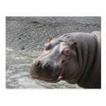 Saucy Hippo! Post Cards