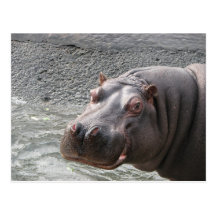 Saucy Hippo! Post Cards