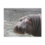 Saucy Hippo! Post Cards
