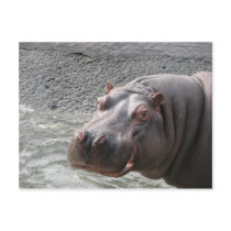 Saucy Hippo! Post Cards
