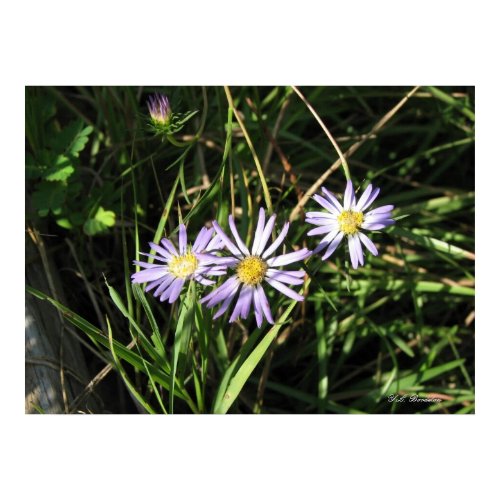 aster